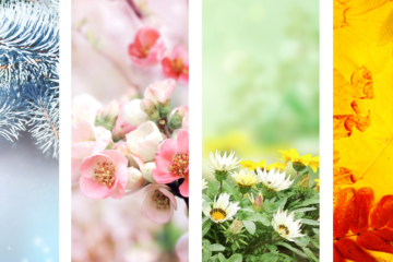 saisons