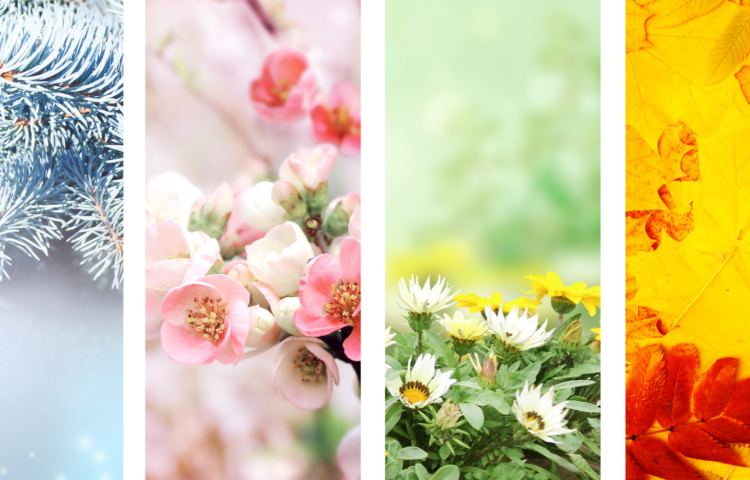 saisons